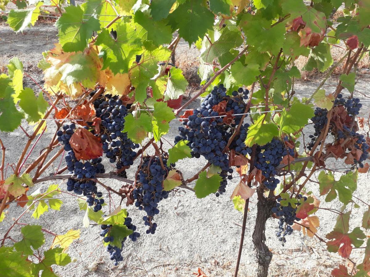 Agriturismo "Veritas" Bed & Wine Casaleggio Boiro المظهر الخارجي الصورة